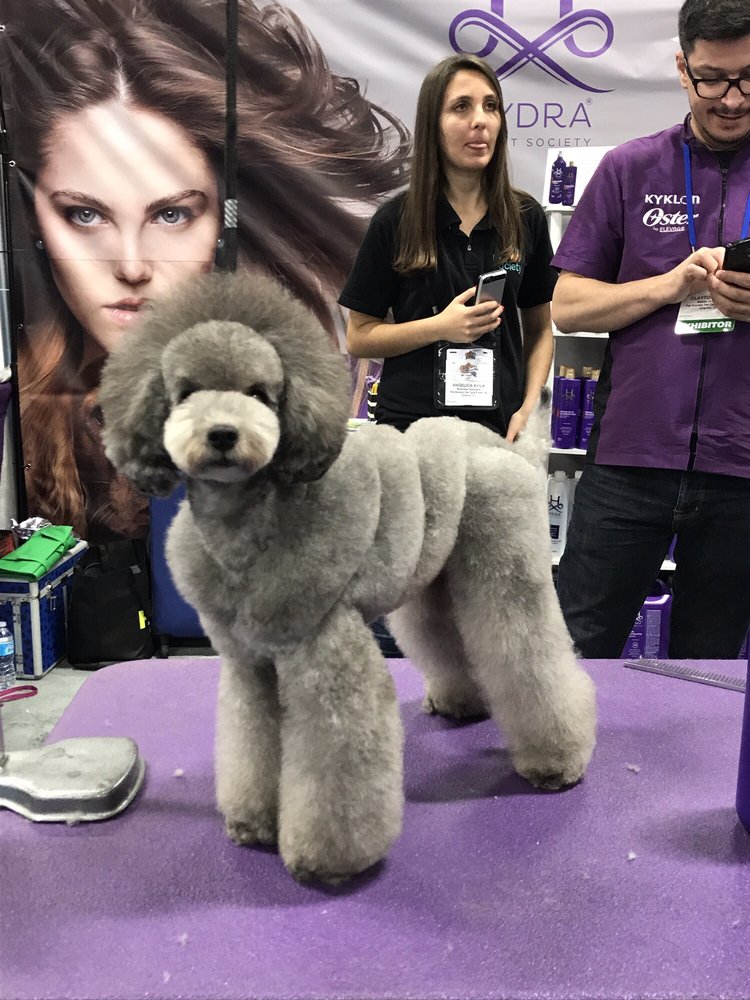 Gabriel Feitosa Grooming Salon 18 Photos Pet Groomers 4219 Park