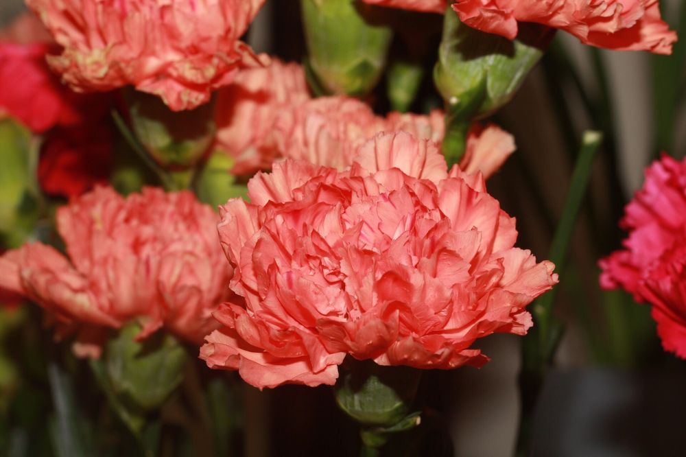 Graser S Florist 11 Photos 14 Reviews Florists 399 Amherst Graser S