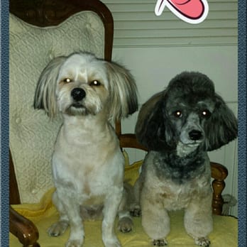 at your bark call mobile pet salon 239 photos 57 reviews pet bark works riverside