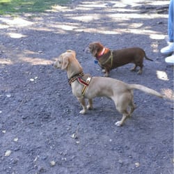 Hound Hotel Closed 28 Reviews Pet Sitting Pinole Ca Phone Photo Of Hound Hotel Pinole Ca United States Max And Friend At