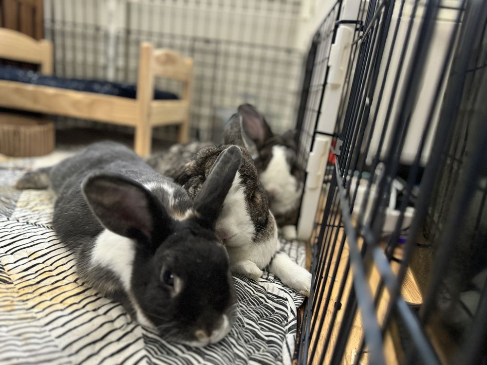 Bun Chia Burrow