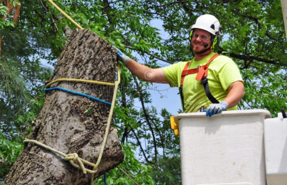 Immaculate Tree Care