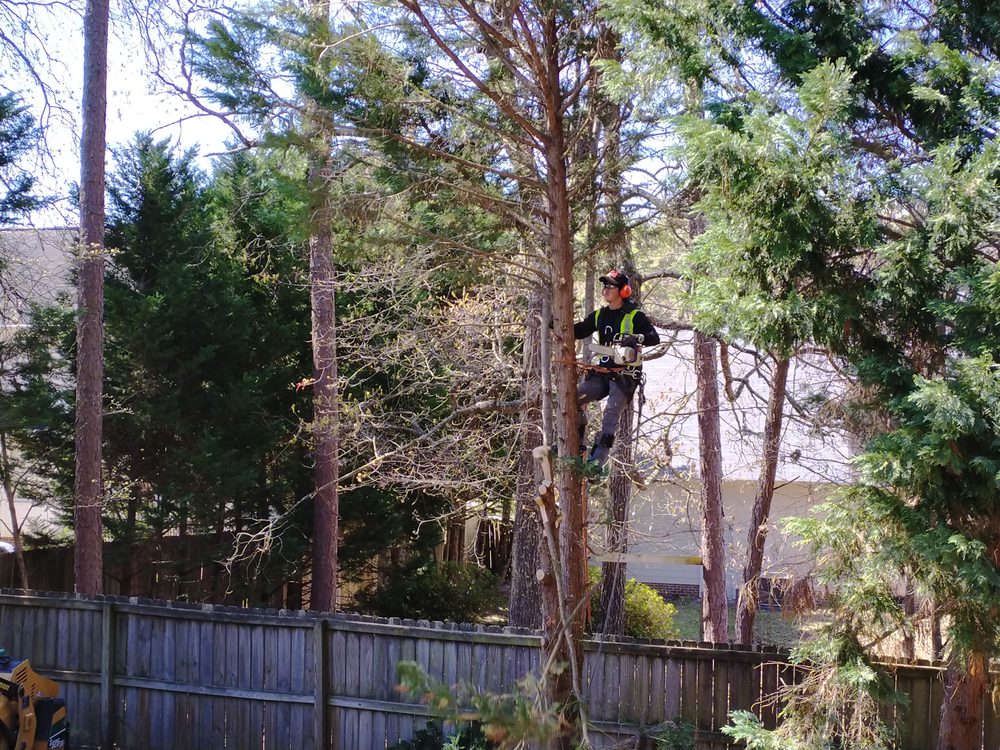 Schnell Tree Service