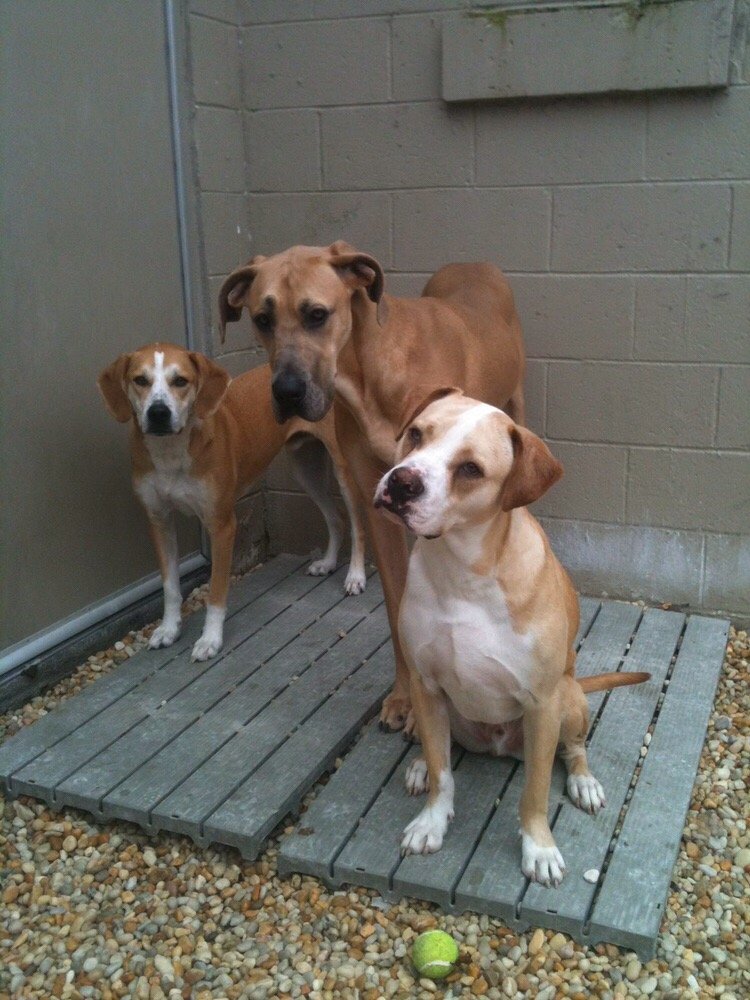Dog Boarding West Ashley Sc Dog Boarding West Ashley Sc