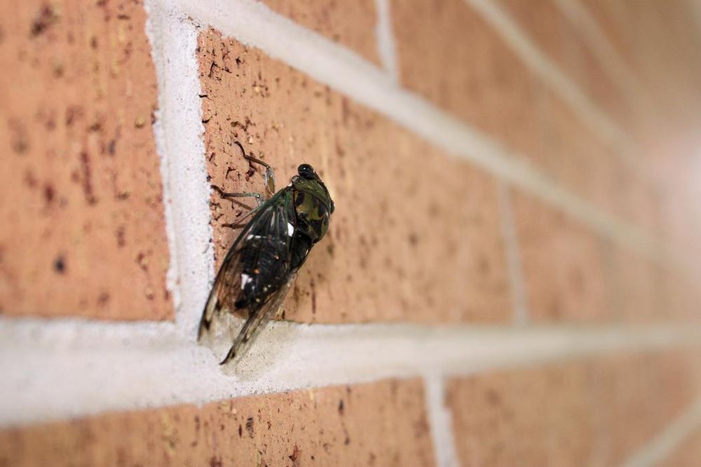 Black Diamond Pest Control