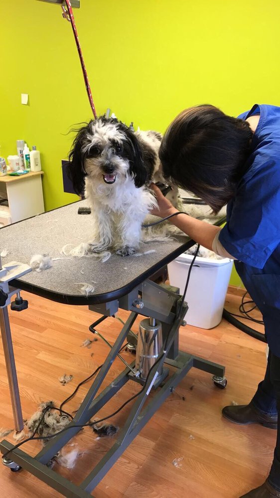 Furry Tail Dog Grooming Salon 18 Photos & 44 Reviews Pet Groomers