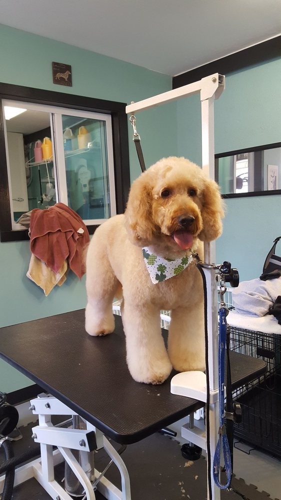 Dog Groomer Nashville Columbus In Usa