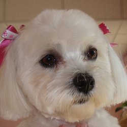 grooming mesa az roses grooming husdjursklippning trimning 2120 w guadalupe rd mesa az grooming mesa az roses grooming husdjursklippning trimning 2120 w guadalupe rd mesa az