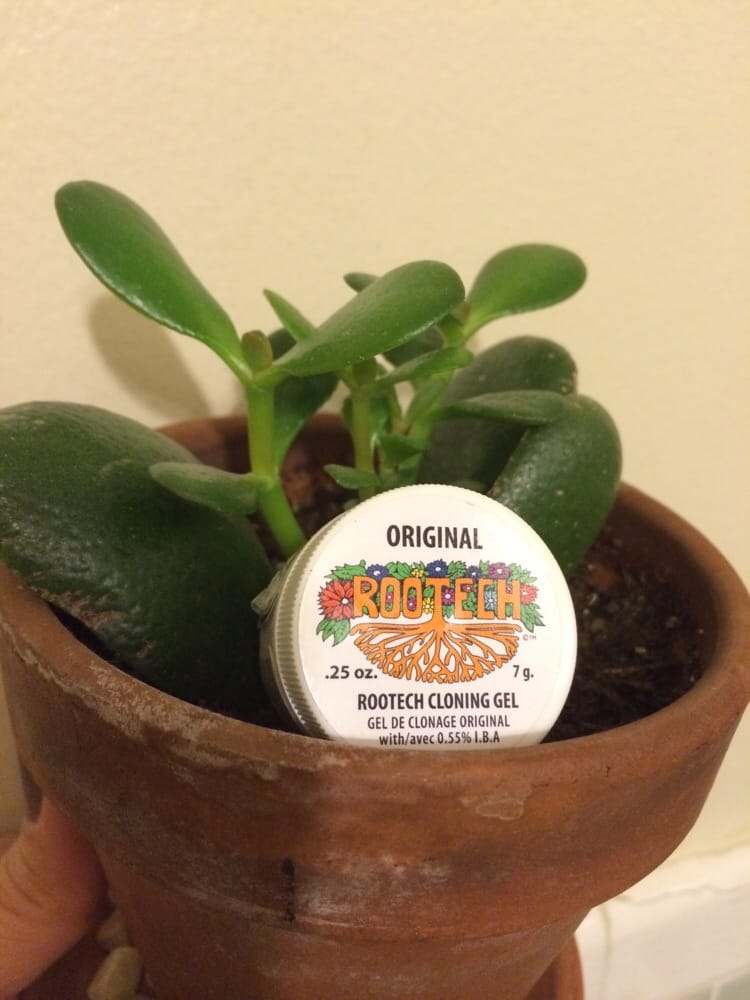 This is the vial of gel rooting medium to me