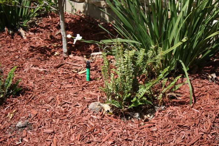 Cougar Irrigation