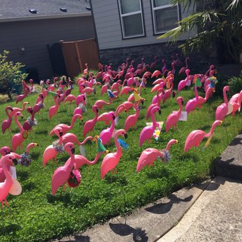 Think Pink Flamingo Flocking 13 Photos Party Event Planning Photo Of Think Pink Flamingo Flocking Portland Or United States Get