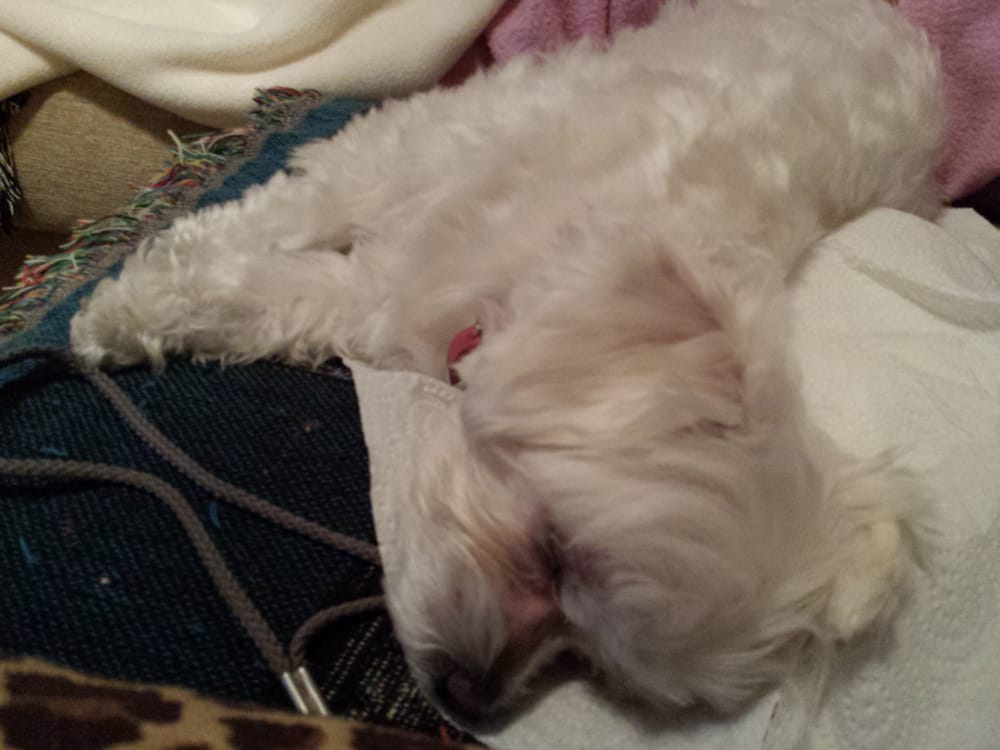 Dog Grooming Reno Nv Mobile Dog Grooming Reno Nv Mobile