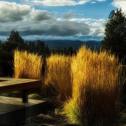 Landsystems Nursery 10 Reviews Nurseries Gardening 21336 E Photo Of Landsystems Nursery Bend Or United States