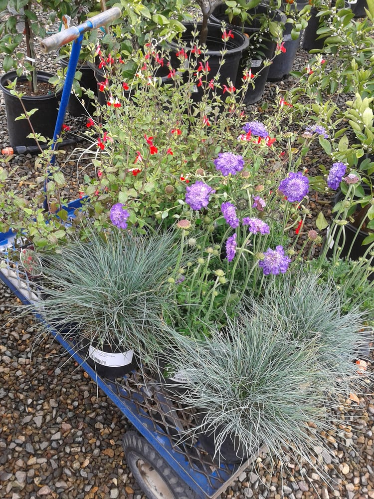 Wyntour Gardens - 29 Photos & 13 Reviews - Nurseries & Gardening - 8026