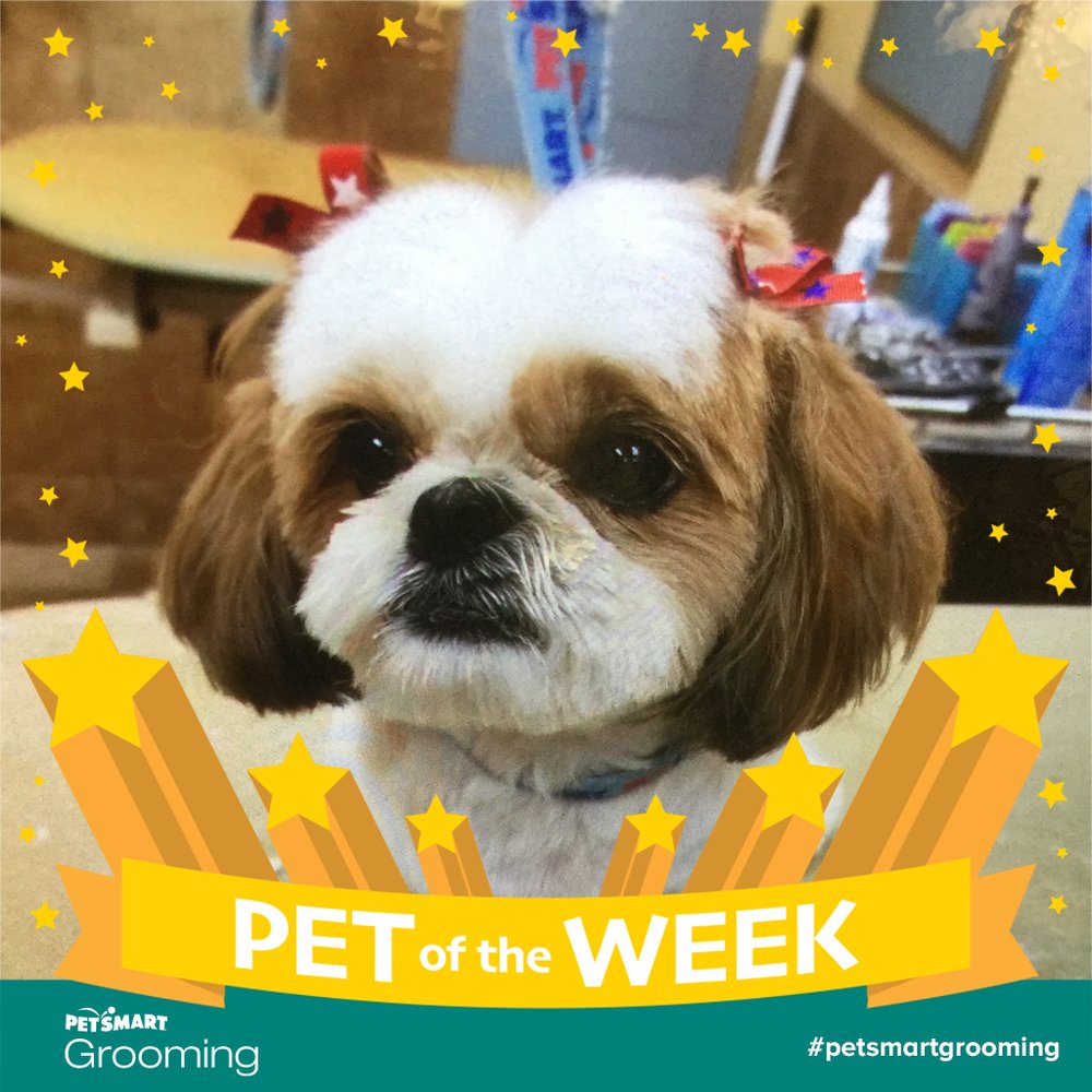 petsmart 10 photos 31
