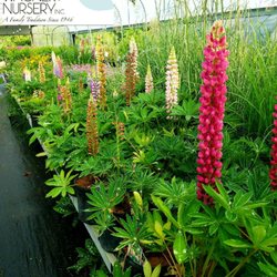 Wagner Nursery 113 Photos Nurseries Gardening 2677 Wagner Nursery 113 Photos Nurseries Gardening 2677