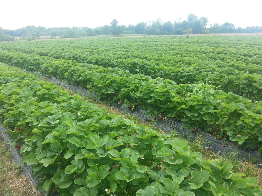 Welch Farms Pick Your Own Farms 319 E Hydell Rd, Chillicothe, OH