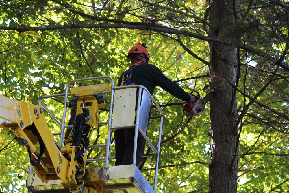 Artistic Tree & Landscape Creations