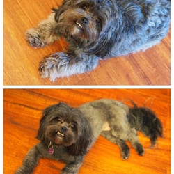 tlc grooming tlc grooming 38 photos 34 avis toilettage 3148 el camino real santa clara ca tlc grooming tlc grooming 38 photos 34 avis toilettage 3148 el camino real santa clara ca