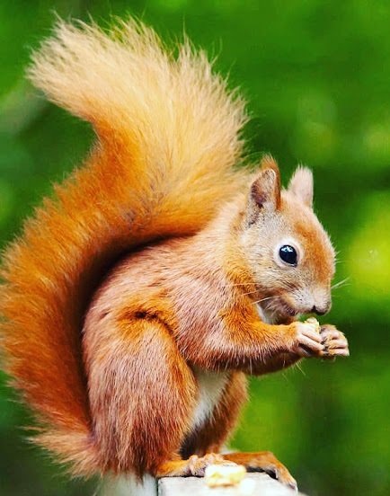 Cha Cha Squirrel