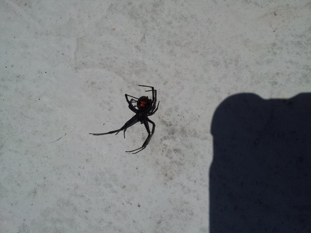 Bulwark Exterminating