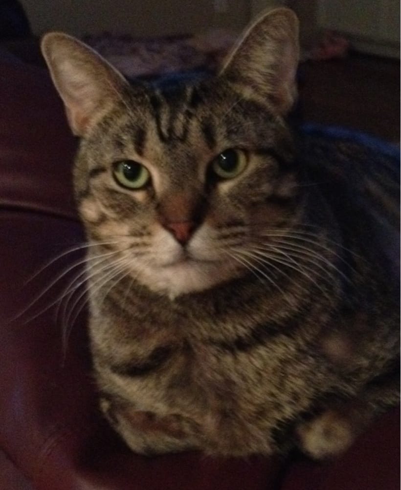 drive and cat hospital quot quot a drive patient yelp drive and cat hospital quot quot a drive patient yelp