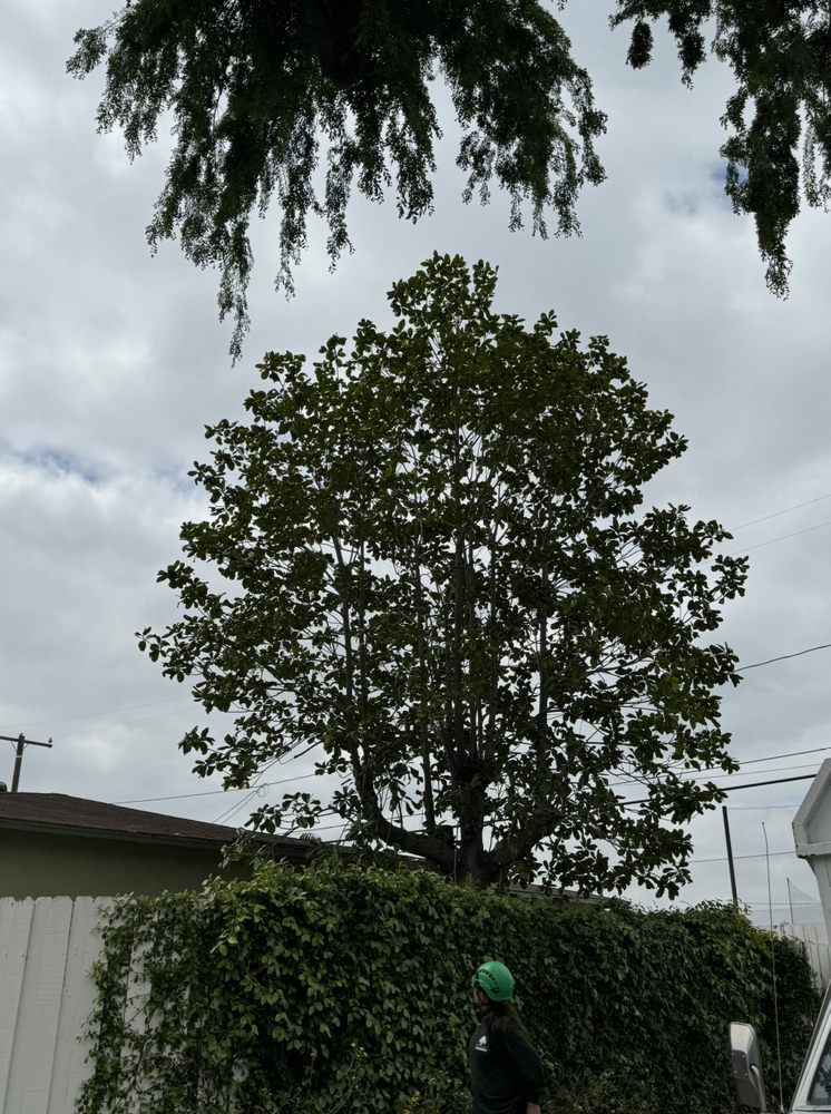 Villatoro Tree Care