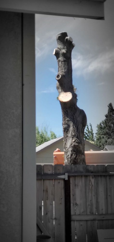 Duran Tree and Yard Service