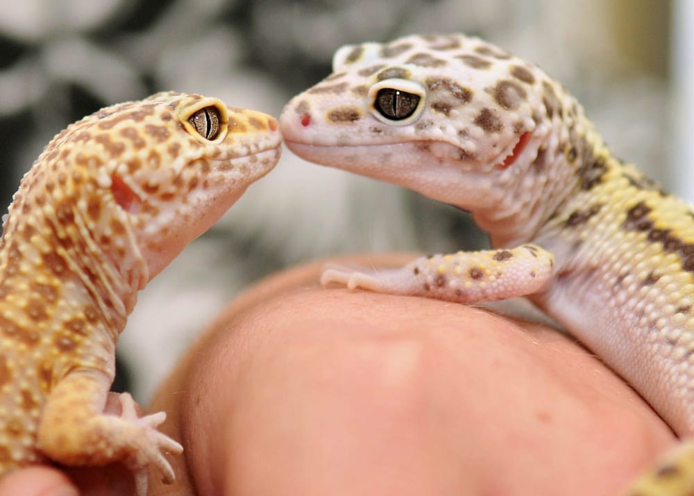 Revelation Reptiles - Reptile Shops - 950 Radford St, Christiansburg