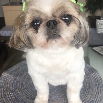 Best Dog Groomers In Long Beach Best Dog Groomers In Long Beach