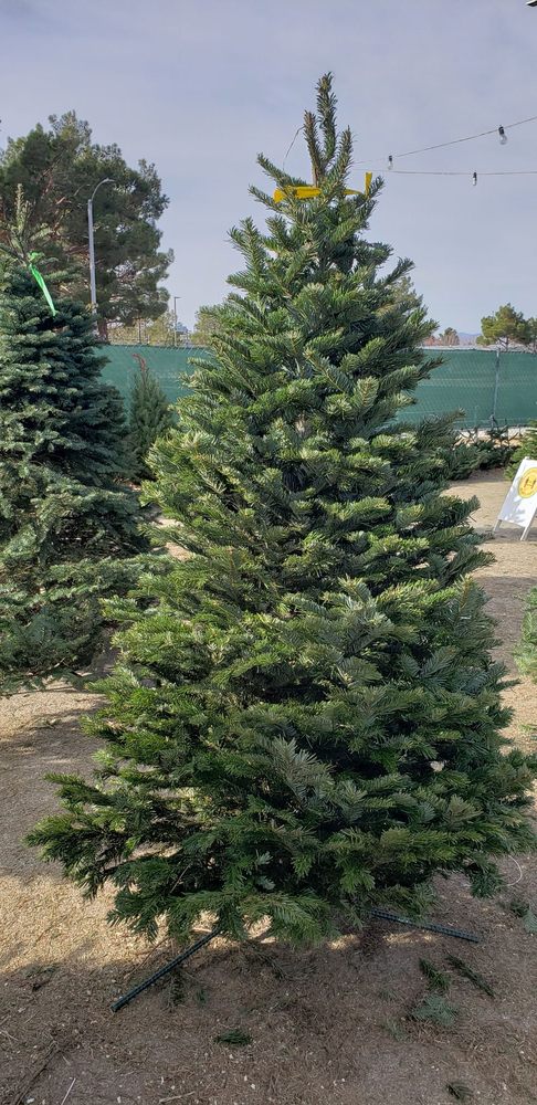 Kauffman Tree Farms
