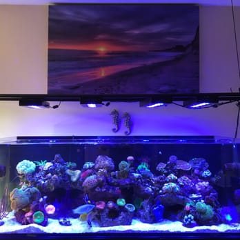 vivid aquariums 54 photos
