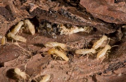 Colwell Termite & Pest Control