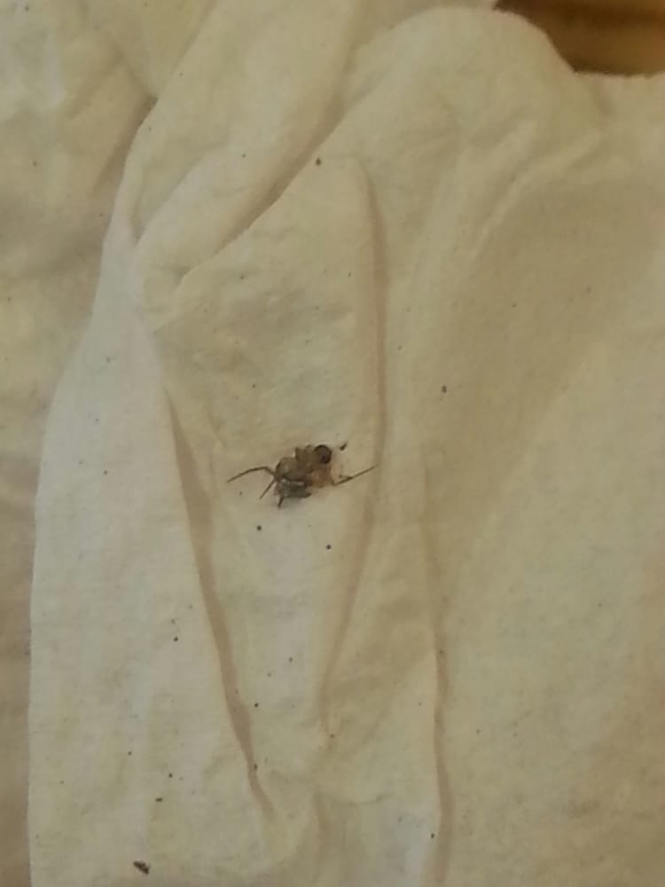 Too Many Flies Yelp Photo Of American Deli Marietta Ga United States Too Many Flies
