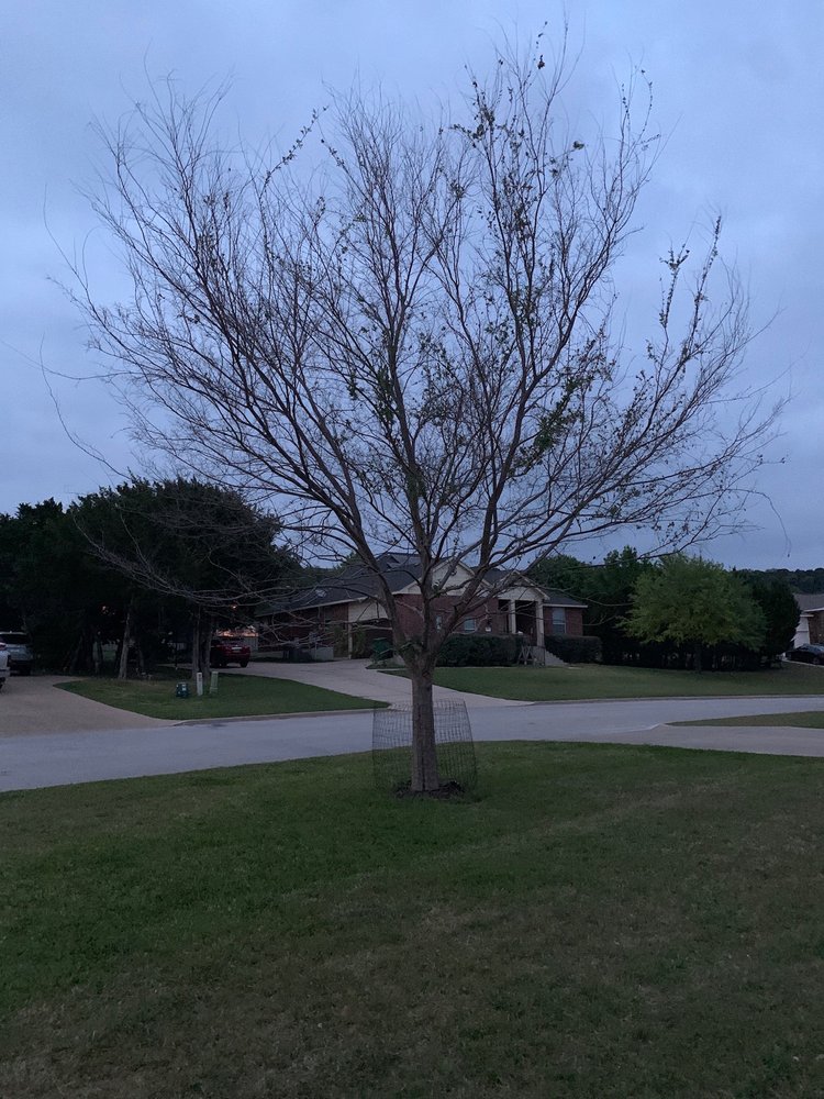 Duncan Brooks Arborist