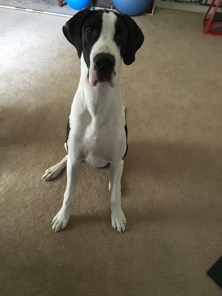 Pitter Pat Pet Care