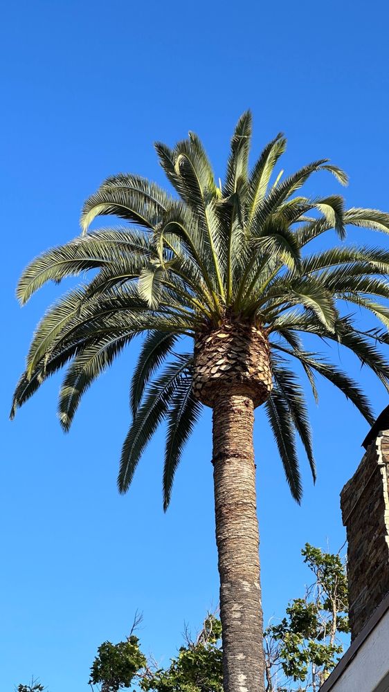 Palms Tree Care