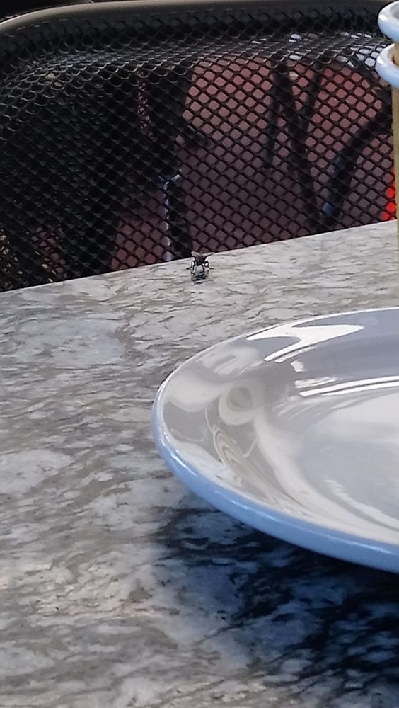 There S Too Many Flies At This Restaurant Yelp Photo Of Living Room Coffeehouse San Go Ca United States There S Too