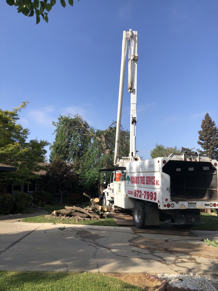 Richards Tree Service
