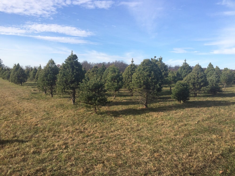 trees trees everywhere yelp trees trees everywhere yelp