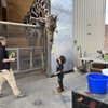Lion Habitat Ranch gift card