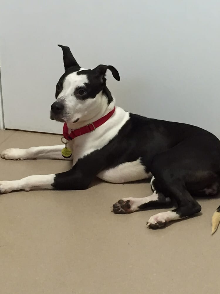 Catoctin Veterinary Clinic