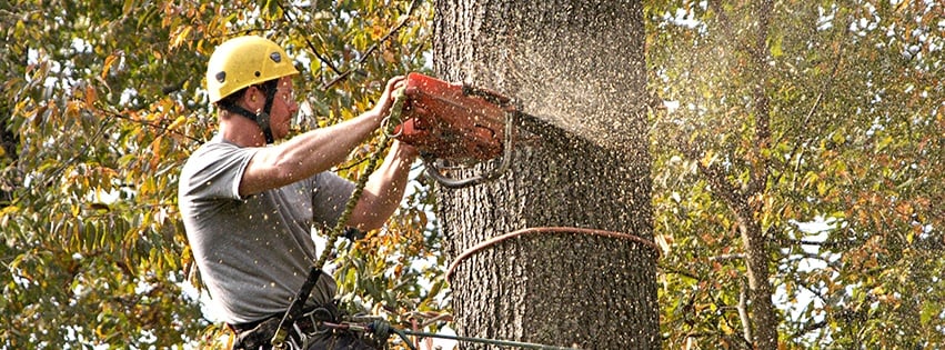 Potanovic & Sons Professional Tree Care