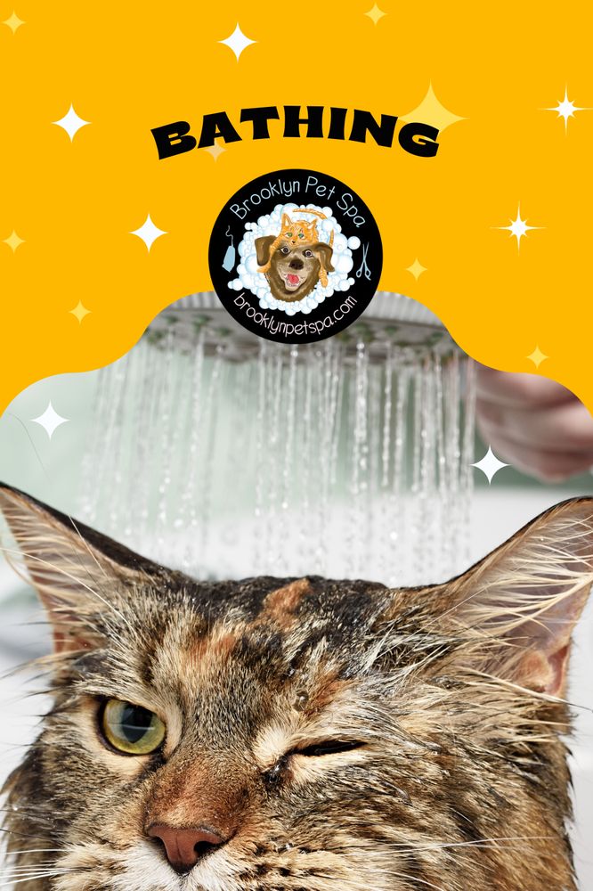 Park Slope Mobile Cat Grooming Brooklyn Happy Tails Holistic Pet