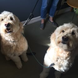 unleashed dog grooming unleashed dog grooming