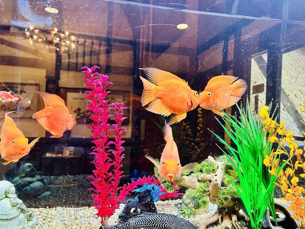 Happy Buddha