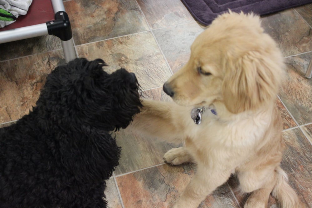 DogLife Broomfield 11 Photos & 32 Reviews Pet Sitting 555 Alter