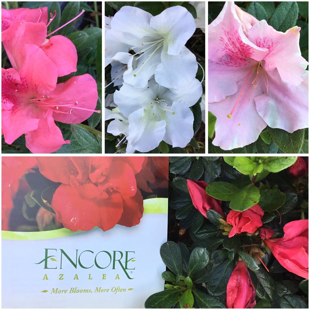 Franklin Brothers Nursery and Greenhouses