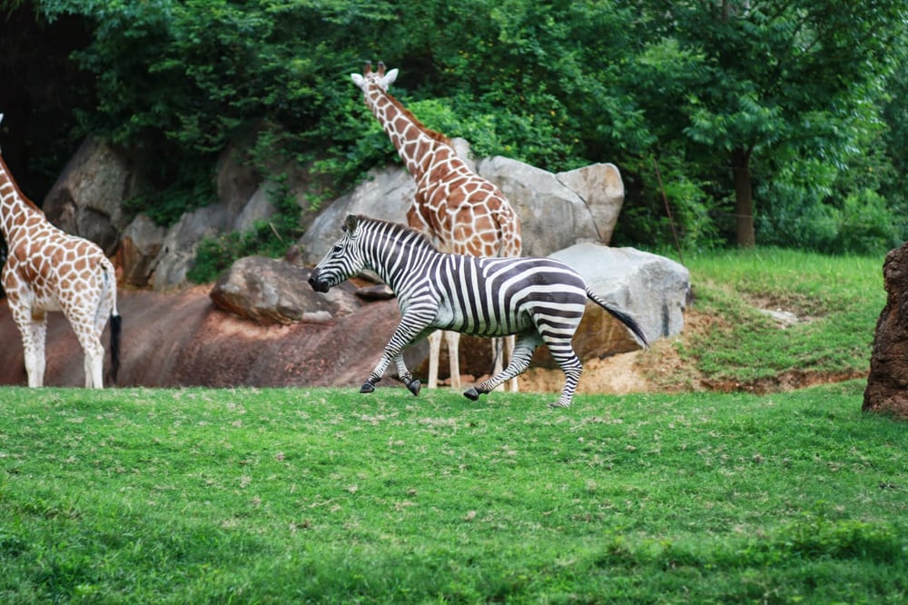 Photos for North Carolina Zoo Yelp