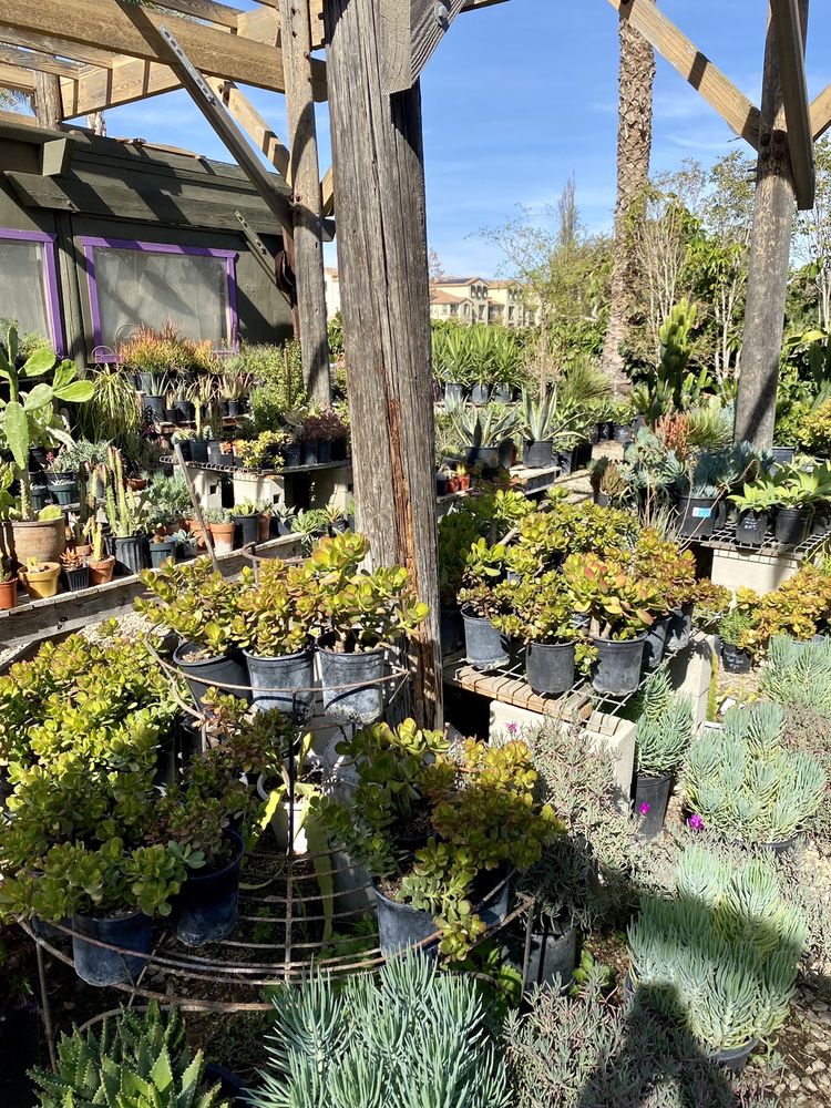 Camarillo Nursery